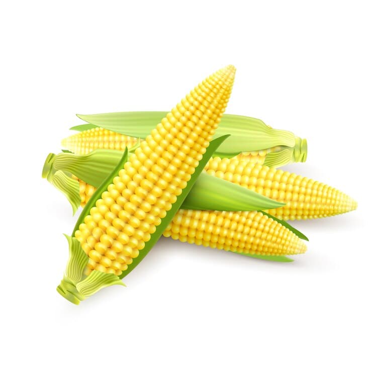 Yellow Corn (Animal Feed)